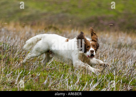 English Springer Spaniel campo Ricerca per Red Grouse per recuperare vicino a Aviemore Scozia Scotland Foto Stock