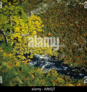 Guardando nella valle del flusso con la vegetazione in autunno verdi gialli Lake District Cumbria Foto Stock