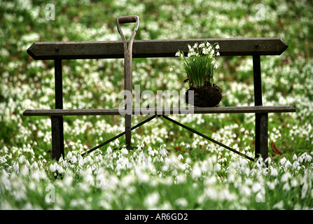 Inizio SNOWDROPS A PAINSWICK Rococo Gardens vicino a Stroud GLOUCESTERSHIRE REGNO UNITO Foto Stock