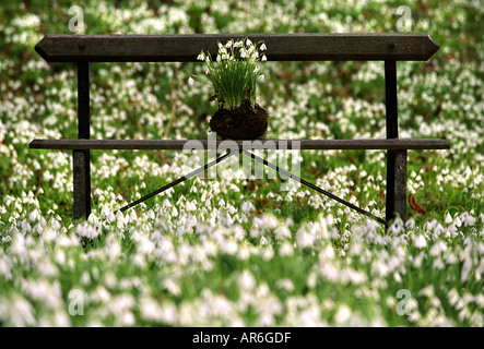 EARLY SNOWDROPS AT PAINSWICK ROCOCO GARDENS NEAR STROUD GLOUCESTERSHIRE UK Foto Stock