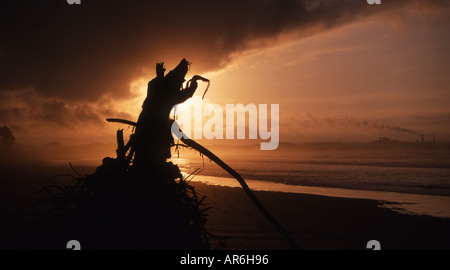 Tramonto al libro del Carter spiaggia vicino a Westport sulla costa occidentale del Soth isola della Nuova Zelanda Foto Stock