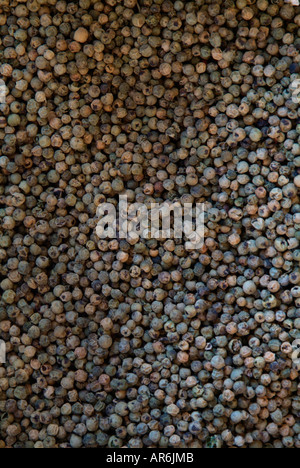 Pepe nero intero pezzo essiccato porzioni la porzione closeup nutrizione parte close up colorato culinaria colore colore sostentamento Foto Stock