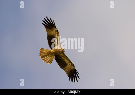 Sibilo Kite Haliastur sphenurus in volo Foto Stock