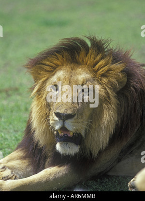 Lion Panthera leo in prossimità della testa maschio Foto Stock