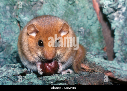 Moscardino Muscardinus avellanarius mangiare Nocciole Bradfield Foto Stock