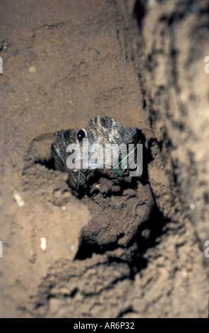Coniglio europeo selvatico oryctolagus cuniculus testa che mostra nel foro Foto Stock