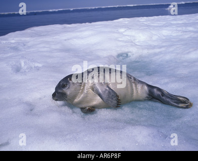 Guarnizione inanellato Pusa hispida pup giacente su ghiaccio Foto Stock