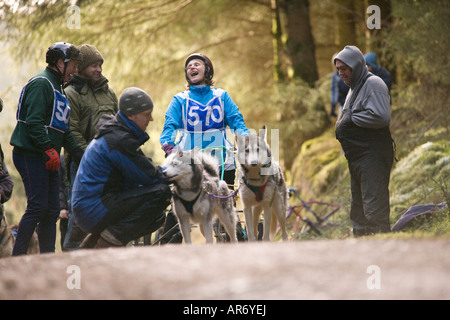 Dog Sport Scozia Husky Huskies Sled Dog team con il pilota femmina aspettano l'inizio delle corse nella foresta di AE REGNO UNITO Foto Stock