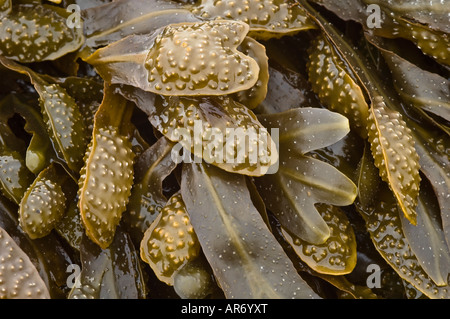 Close-up dettaglio della vescica Wrack alghe marine Foto Stock