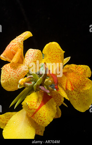 Bel giallo Canna Giglio Fiore di Cleopatra Foto Stock