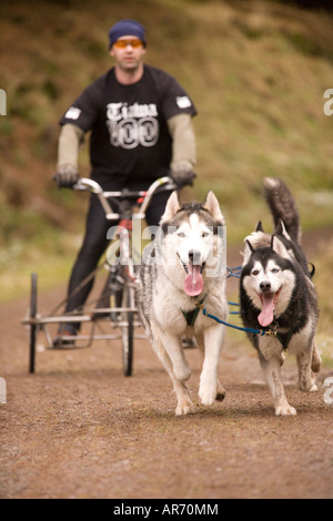 Dog Sport Scozia Husky Huskies Sled Dog racing in Ae Forest Dumfries and Galloway REGNO UNITO Foto Stock