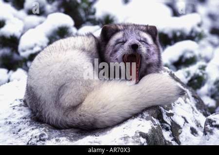 Volpe Artica, Alopex lagopus, polarfuchs, eisfuchs Foto Stock