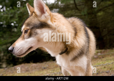 8 mese fa carino husky cucciolo di cane a Sled Dog Race in Ae Forest Dumfries and Galloway Scotland Regno Unito Foto Stock