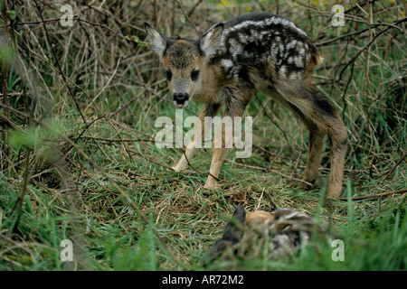Rehkitz Roe Deer Fawn Capreolus capreolus autentica wild Schleswig Holstein Deutschland Germania Foto Stock