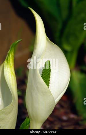 LYSICHITON CAMTSCHATCENSIS WHITE Skunk cavolo Foto Stock