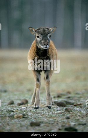 Mufflon Widderschaf muflone pecora selvatica Ovis ammon Foto Stock