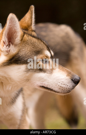 8 mese fa carino pet husky cucciolo di cane a Sled Dog Race in Ae Forest Dumfries and Galloway Scotland Regno Unito Foto Stock