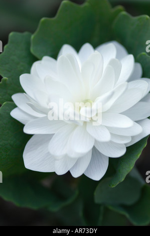 SANGUINARIA CANADENSIS F MULTIPLEXING DOPPIA PLENA BLOODROOT fiorito Foto Stock