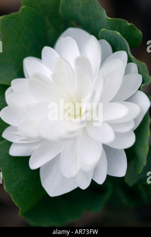 SANGUINARIA CANADENSIS F MULTIPLEXING BLOODROOT PLENA Foto Stock