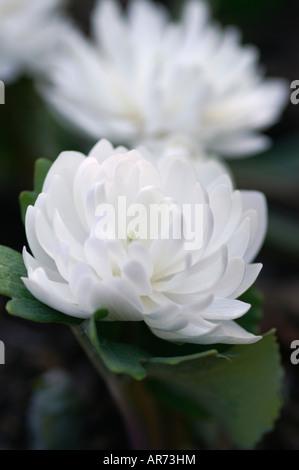 SANGUINARIA CANADENSIS F MULTIPLEXING BLOODROOT PLENA Foto Stock