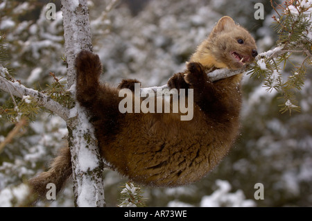 American Martora Martes americana rampicante in snow fotografato in USA Foto Stock