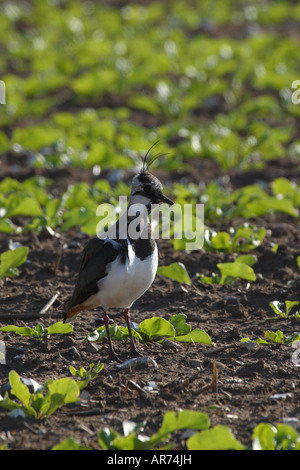 Pavoncella Vanellus vanellus in una barbabietola da zucchero campo Foto Stock