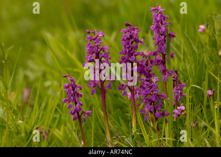 Common Spotted Orchid Dactylorrhiza fuchsii fotografato in Francia Foto Stock