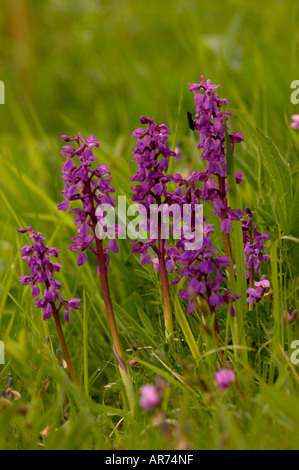 Common Spotted Orchid Dactylorrhiza fuchsii fotografato in Francia Foto Stock