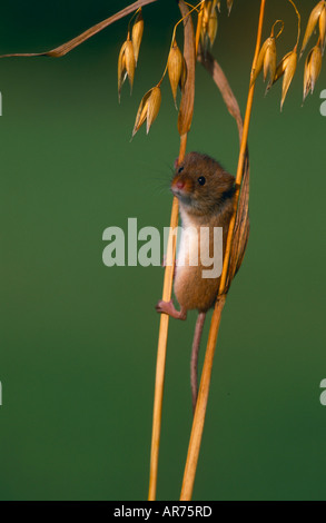 Zwergmaus Micromys minutus vecchio raccolto mondiale mouse Deutschland kletternd am Hafer Foto Stock