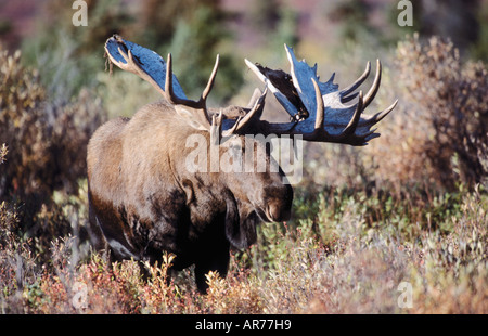 Elch Alces alces alci in Europa Foto Stock