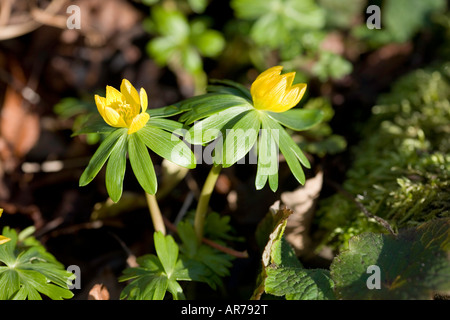 Eranthis Hyemalis - Winter aconite Foto Stock
