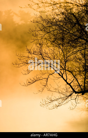 Walden Pond State Reservation, concordia, Massachussets. Foto Stock