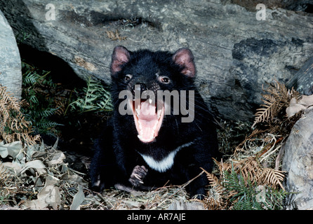 Diavolo della Tasmania Sarcophilus harrisii adulto ululano fotografato in Tasmania Australia Foto Stock
