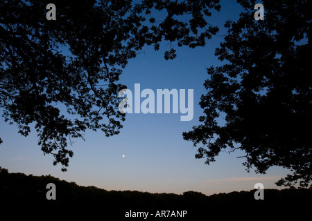 Luna e alberi di quercia in Grafton, Massachusetts. Worcester County. Foto Stock