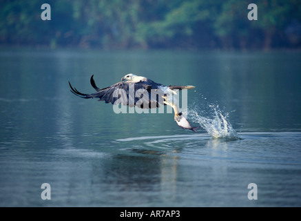 Bianco-panciuto Sea-Eagle Haliaeetus leucogaster Foto Stock
