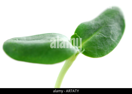 Giovane germoglio di impianto di semi di girasole isolati su sfondo bianco Foto Stock