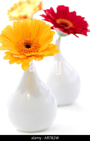 Tre vasi con fiori di gerbera isolati su sfondo bianco interni come elemento di design Foto Stock