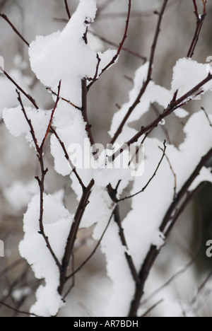 Coperta di neve rami di alberi in winter park Foto Stock