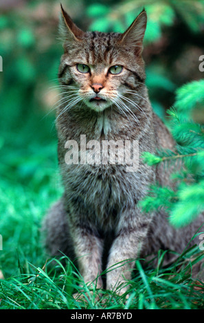 Comune Gatto selvatico europeo Gatto Selvatico Europaeische Wildkatze Felis silvestris Foto Stock