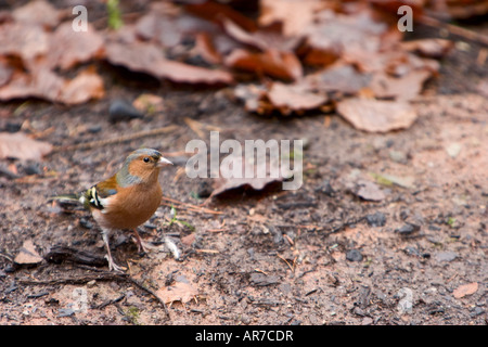 Un comune fringuello Fringilla coelebs luppolo in wet sporcizia nel distretto del lago UK 9 Dicembre 2007 Foto Stock