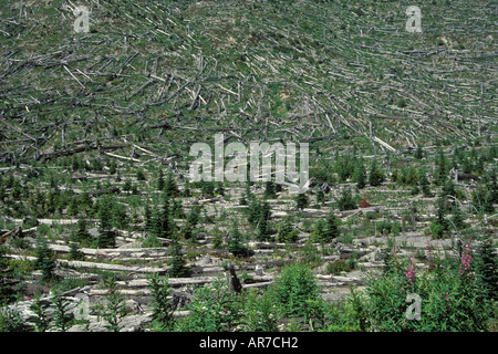 Alberi abbattuti a Monte St Helens National Moument Washington resti dal vulcano s eruzione nel 1980 Foto Stock