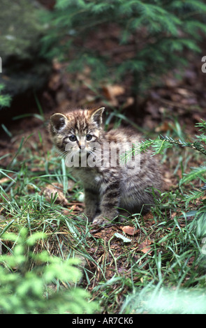 Comune Gatto selvatico europeo Gatto Selvatico Europaeische Wildkatze Felis silvestris Foto Stock