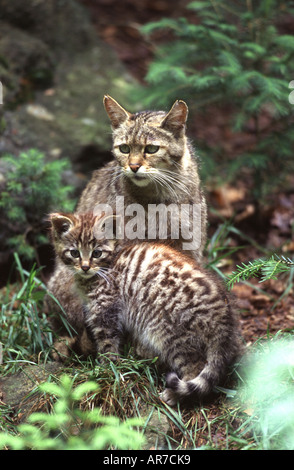 Comune Gatto selvatico europeo Gatto Selvatico Europaeische Wildkatze Felis silvestris Foto Stock