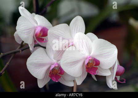 Chiudere il gruppo di fiori di orchidea bianchi Foto Stock