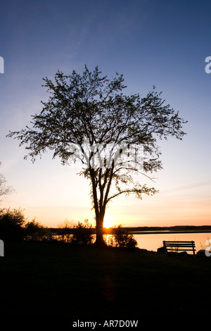 Elm Tree e panca silhouette a Strawberry Hill preservare in Ipswich, Massachusetts. Il tramonto. Eagle Hill fiume. Foto Stock