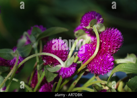 Amaranto globo Gomphrena globosa in un giardino illuminato da un unico sunbeam nel tardo pomeriggio Foto Stock