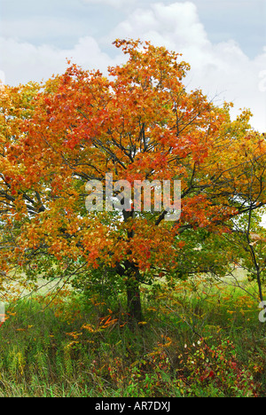 Bellissimo albero di acero con fogliame rosso in inizio di caduta Foto Stock