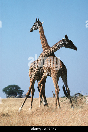 Due maschio Masai Giraffe necking o combattendo Serengeti National Park Tanzania Africa orientale Foto Stock