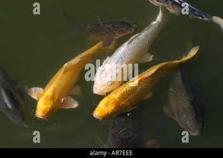 Colorate e oro bianco Giapponese Carpe Koi nuotare in un lago in Kyoto Kansai Giappone Asia Foto Stock