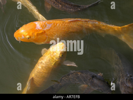 Golden colorato tradizionale giapponese del Carpe Koi nuotare in un lago in Kyoto attendere per il cibo da turisti Giappone Asia Foto Stock